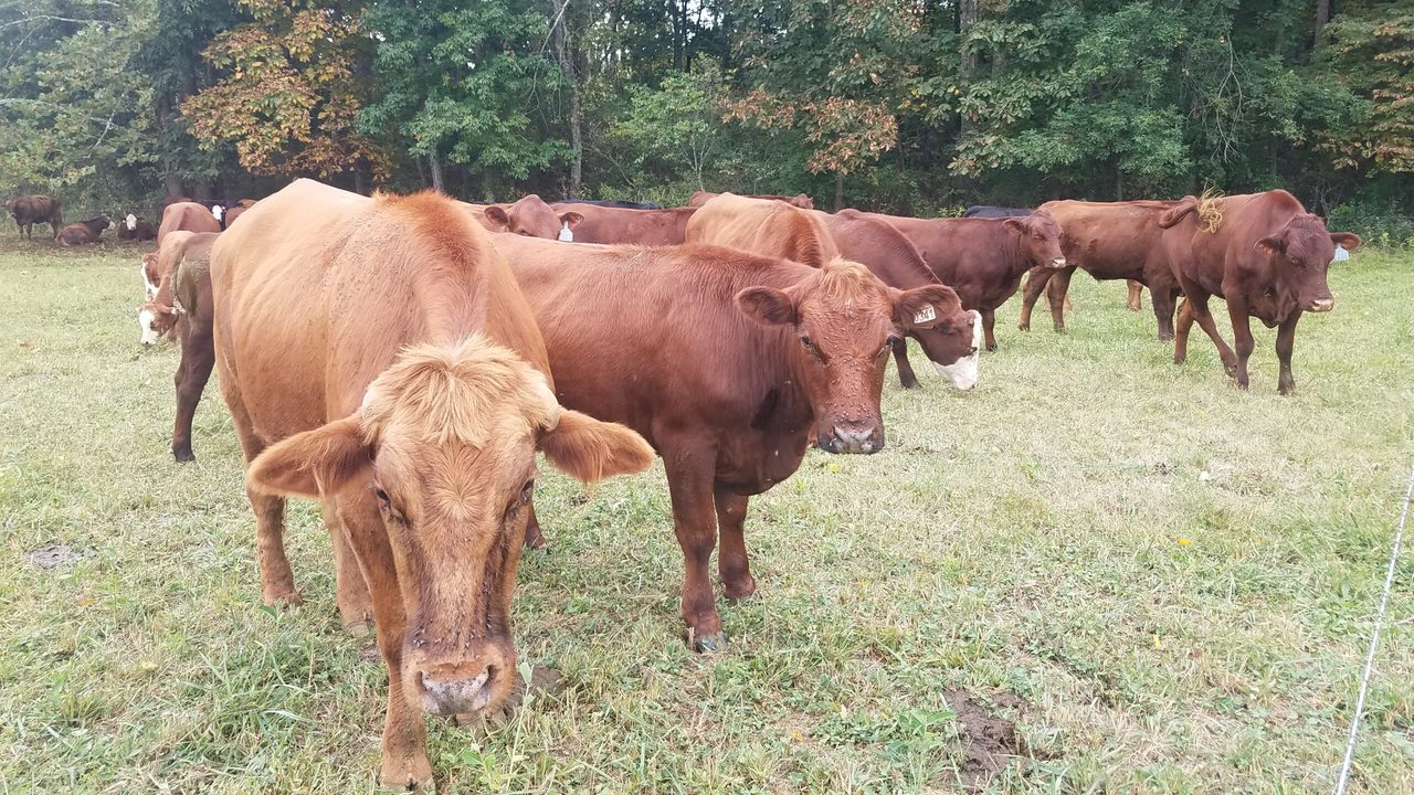 Cattle grazing in an open pasture with a dense treeline beyond.