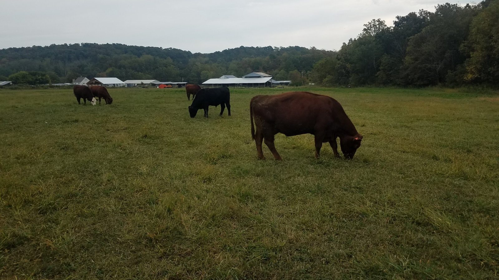 Cattle grazing in a pasture with farm buildings and woods in the distance.